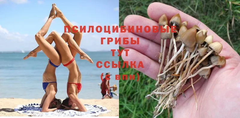 Галлюциногенные грибы Psilocybe  Сортавала 